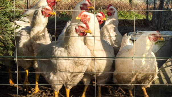 Россельхознадзор ввёл ряд ограничений на экспорт продукции в ЕС из-за птичьего гриппа Россельхознадзор ввёл ряд ограничений на экспорт продукции в ЕС из-за птичьего гриппа
